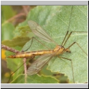 Nephrotoma scurra - Schnake w14b.jpg